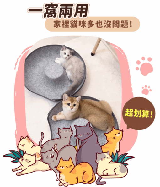 Dr.donut🍩貓咪探索隧道窩：圖片 5